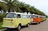 Fleet of VW Busses in front of Royal Palm Trees